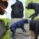 Labrador Retriever With Myotonia Congenita