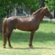 Horse With Myotonia Congenita.