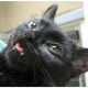 Cat With Myotonia Congenita