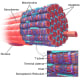 This is the structure of a skeletal muscle fibre. Look at how T-tubules are surfaced all over it. These are responsible for spreading the contraction throughout the muscle fibre.