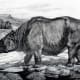 Toxodon platensis was also part of the South American megafauna. Its remains were first discovered in La Plata in Argentina.