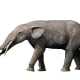 Elephant relatives called gomphotheres were part of the South Americam megafauna. Gomphotherium angustidens (shown here) lived in North America, however.