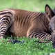 Zorse Foal