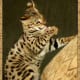 Savannah cat bred at Avalon Savannahs.