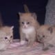 Munchkin kitten to the left of two long-legged siblings.