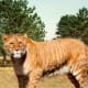 Liger