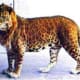 Jagion