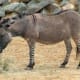 Ze-Donk at Colchester Zoo, England