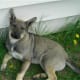Coy-Dog puppy, seen here as a Heeler cross.