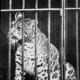 Pumapard