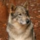 Rescued wolf dog - often these animals reside in santuaries when they become too much for pet owners to handle.