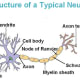 Brain cell (neuron); Richard Mobbs. Adult brain cells do not stop growing, proved by MIT research. Music can stimulate growth in brain cells, adult or child.