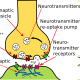 One synapse in the human brain. Music affects synapses positively.