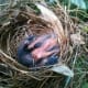 Here's the baby Cardinal, safe & sound in its nest. It will probably fledge in a few days.
