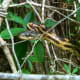 I took the Rat Snake down in the woods, far away from the house and released it in our habitat.
