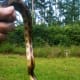 I caught this young Texas Rat Snake in a Satsuma tree, seconds before it reached a Cardinal's nest.
