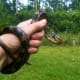 The parents alerted me to the danger & I came to the rescue. Rat Snakes are constrictors.