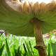 They were tall enough to place the camera on the ground and get shots of the underside. This is actually the smaller of the 2 mushrooms!