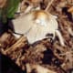 Also found in our garden one day. Notice the black edging and pointed top.
