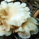 Found in our backyard in July, 2010