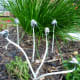 Wild mushrooms growing out of our mulched garden beds.