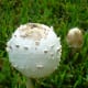 This is how 2 mushrooms appeared one day in Sept. of 2011. Look at next photos to see how they developed and how large they became.
