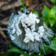 Wild mushrooms growing out of our mulched garden beds.