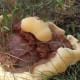 pictures-mushroom-fungi-wild-ones