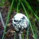 Wild mushrooms growing out of our mulched garden beds.