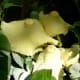 Mushrooms coming up in a pot with Chenille plant.