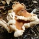 Mushrooms growing in our backyard mulch
