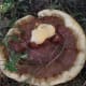 pictures-mushroom-fungi-wild-ones