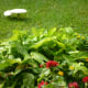 They are quite noticeable in the grass!