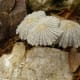 These tiny almost translucent mushrooms appear infrequently in our garden. Once the sun hits them they do not last long before disappearing back into the ground