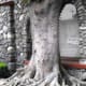 Park Place Apartments and very old rubber tree.