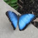 This is probably the most beautiful butterfly I have ever seen. It is hard to capture a shot with them with their wings opne, but when you do it's priceless. They are beautiful to watch fly around the gardens.