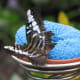 This is a Blue Clipper. Most butterflies enjoy sweet smells. This butterfly landed on a kitchen sponge soaked in sugar water.