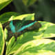 This is an Emerald Swallowtail. Although butterflies taste with their feet, they smell with their antennae.