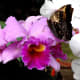 Butteflies are often attracted to beautiful colors. I had found that they often landed on flowers of their same color, I was wondering if this was coincidental or if there is some scientific reason behind it.