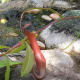 carnivorous-plants