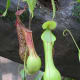 carnivorous-plants