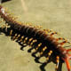 scolopendra gigantea