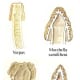 Examples of false morels.