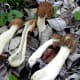Half Free Morels; Morchella semilibera. Spore Print: Yellowish orange to whitish.
