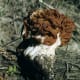 Gyromitra caroliniana. Another species of false morel.