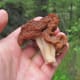Gyromitra esculenta (the beefsteak mushroom)—a false morel. Lacks the honeycomb appearance of a true morel.