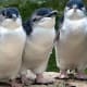 fairy-penguins