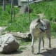 gray-wolf-you-can-help-this-endangered-species