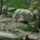 Wolf in Yellowstone