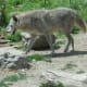 Gray Wolf in Yellowstone